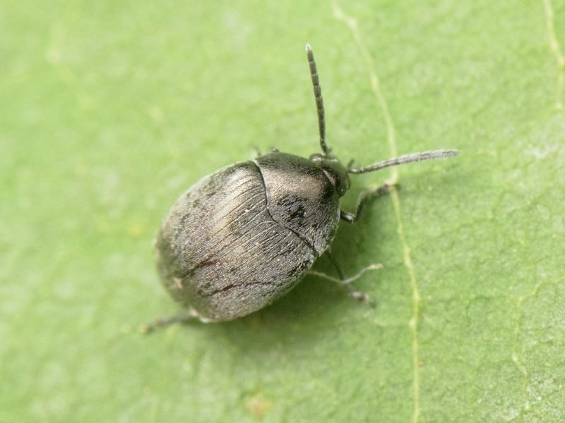 Spermophagus Schönherr, 1833